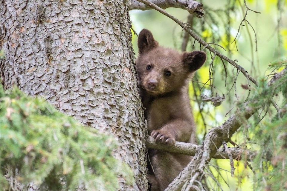 17598629_web1_190820-ACC-M-Black-Bear-cub-in-tree-by-Curtis-Zutz