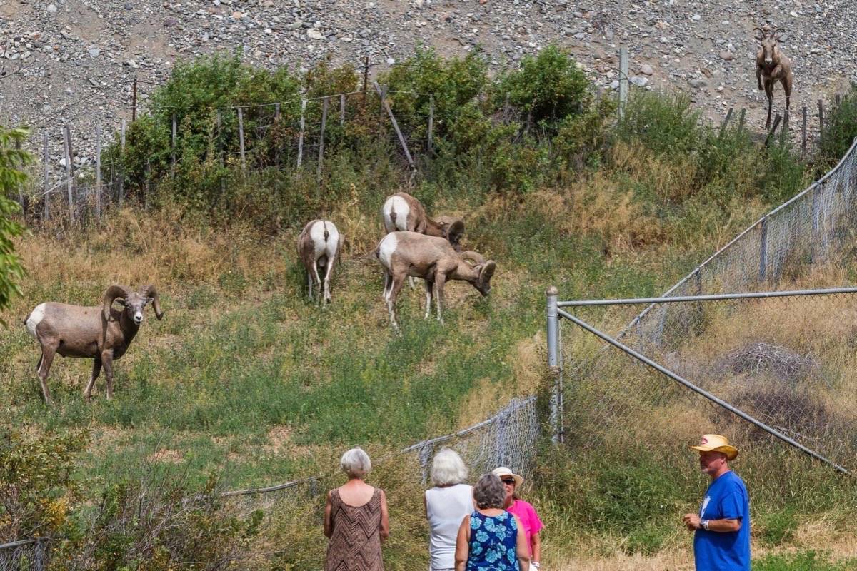 18252716_web1_190827-ACC-M-DD-Bighorn-sheep