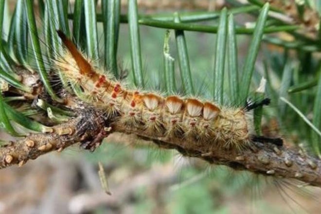 18864632_web1_191008-BPD-M-Tussock-moth