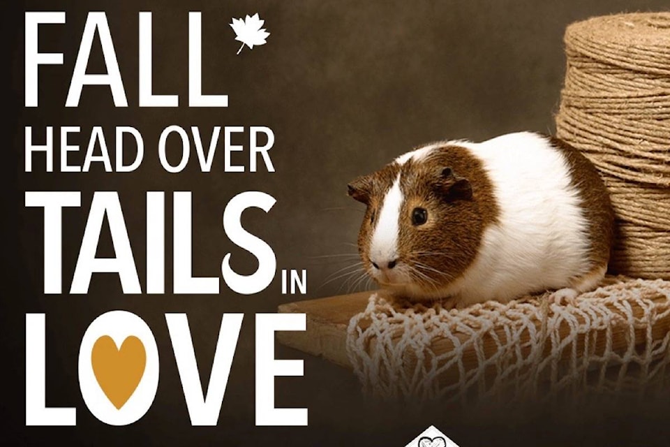 19216767_web1_191105-ACC-M-Fall-Head-Over-Tails-in-Love-guinea-pig