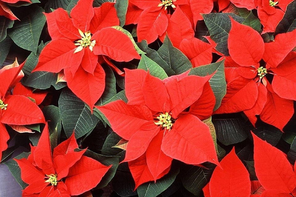 19324602_web1_191112-ACC-M-Poinsettias
