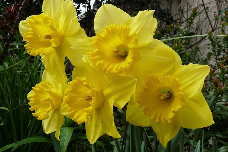 21127676_web1_200409-ACC-Clinton-seniors-Daffodils_2