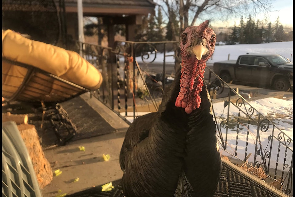 A turkey, nicknamed “Turk Diggler” is shown in this handout photo in Calgary on January 23, 2020. Turk Diggler is looking for love, and one Calgary city councillor is wondering whether to play matchmaker. Sightings of the lone male turkey with brown and grey feathers and a red wattle began about a year ago in Calgary’s Ramsay neighbourhood southeast of downtown.THE CANADIAN PRESS/HO, Christa White MANDATORY CREDIT