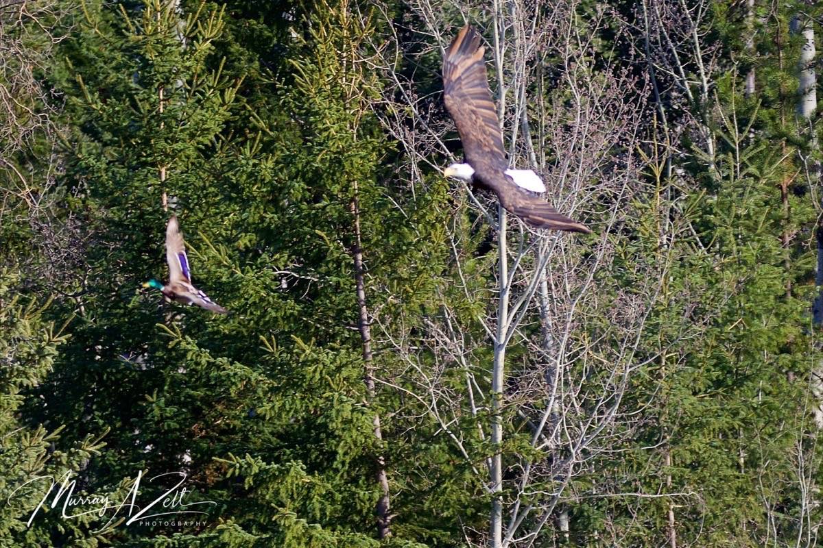 21583615_web1_200521-ACC-Hawk-and-snake-BaldEagle_2