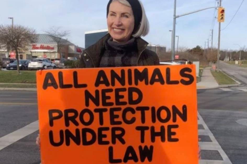 21903878_web1_200620-CPW-Animalrightsactivistkilledwhileprotestingpigsenroutetoslaughterhouse_1