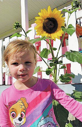 23034077_web1_201022-ACC-Clinton-CIB-Sunflowers_6