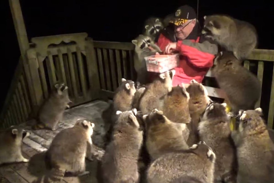 23316971_web1_copy_201119-ACC-Editors-desk-RaccoonWhisperer_1