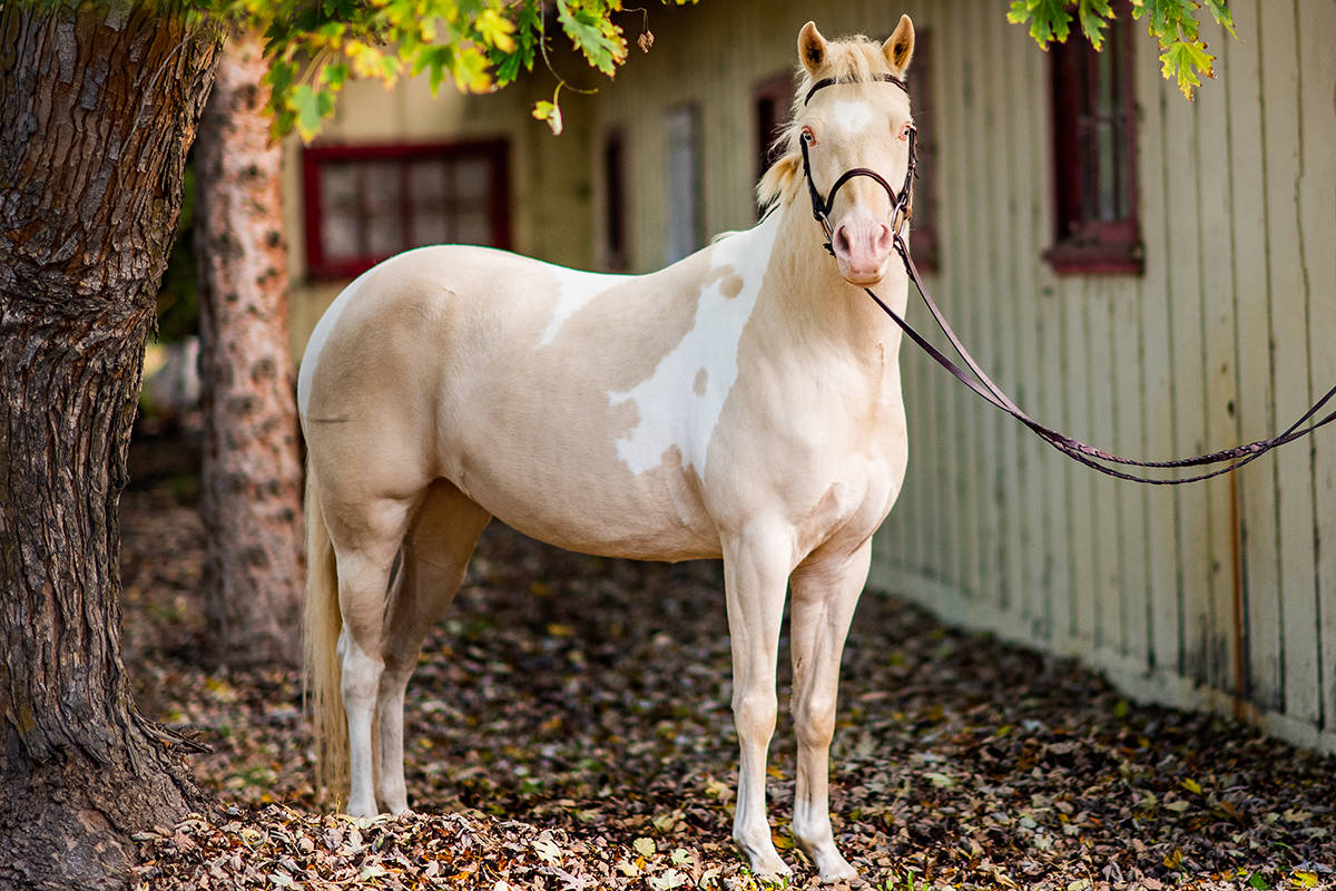 Lacey, a palomino paint, is in amazing shape now, compared to when she was rescued in August 2015. (Leanne Peniuk photo)
