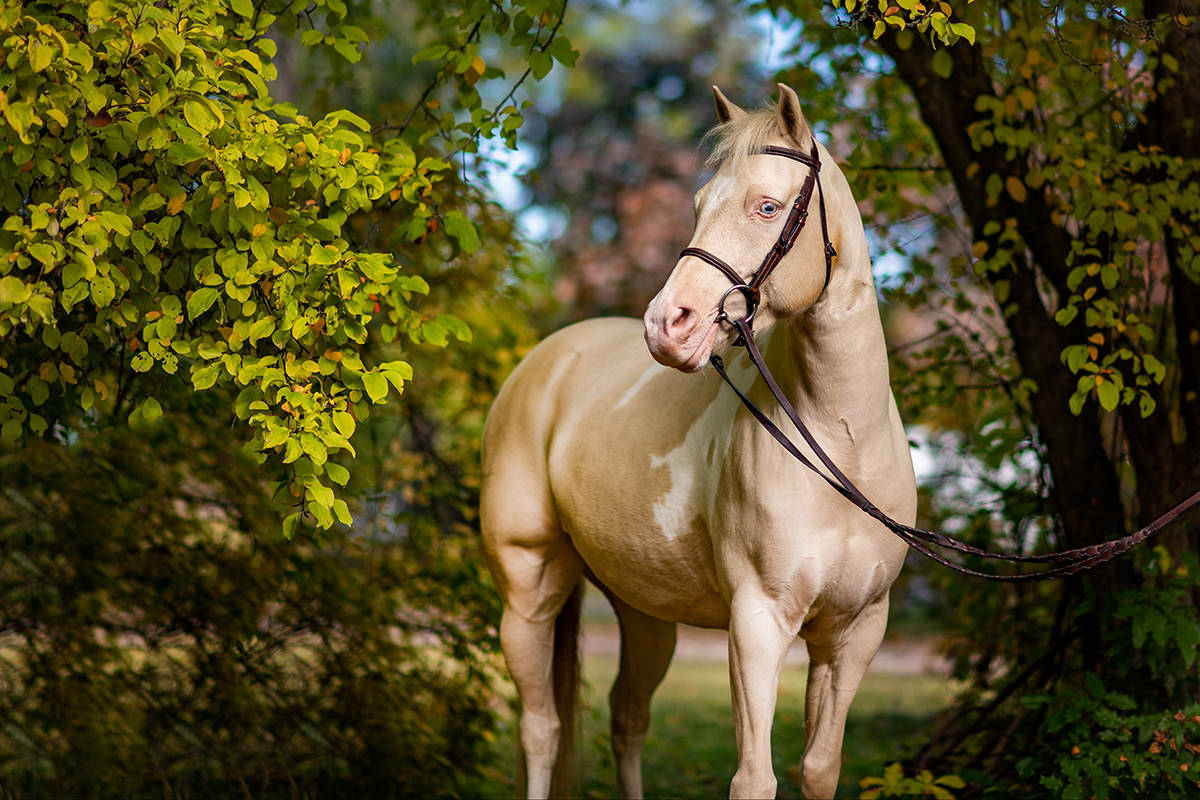 Lacey as she is now, in one of several photographs featured in Rescue Me. (Leanne Peniuk photo)