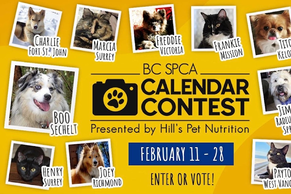 SPCA calendar contest looking for pawsitively perfect pet pics The
