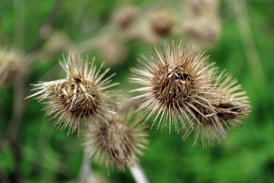 24749937_web1_210408-ACC-Invasive-plants-Burdock_2