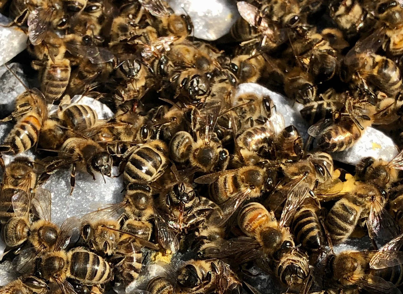The OHearn-Stone familys dead honey bees. Photo: Darcee OHearn