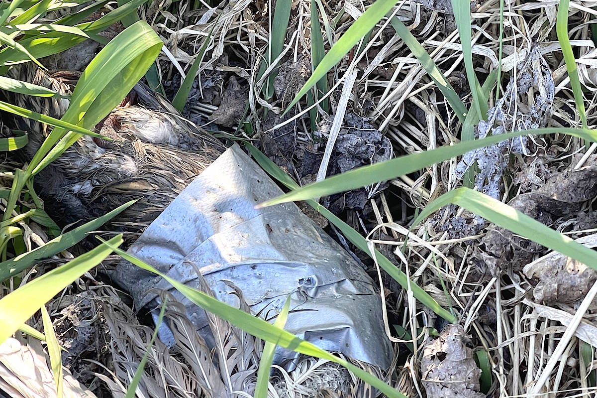 Dead duck with duct tape around it in Bert Brink wildlife management area in Chilliwack. (Michael Hill photo)