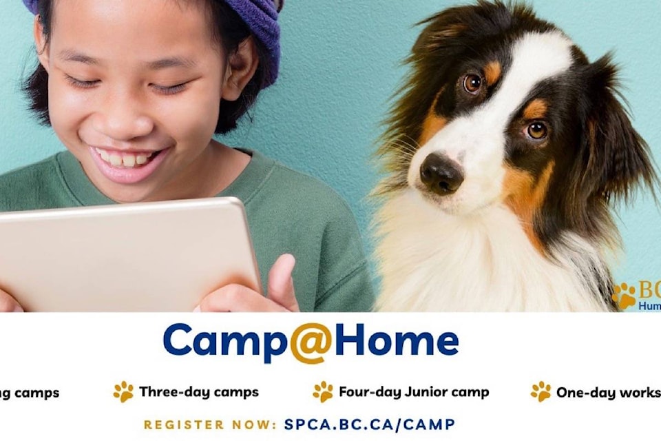 25639135_web1_210715-ACC-SPCA-kids-camps-SPCA_1