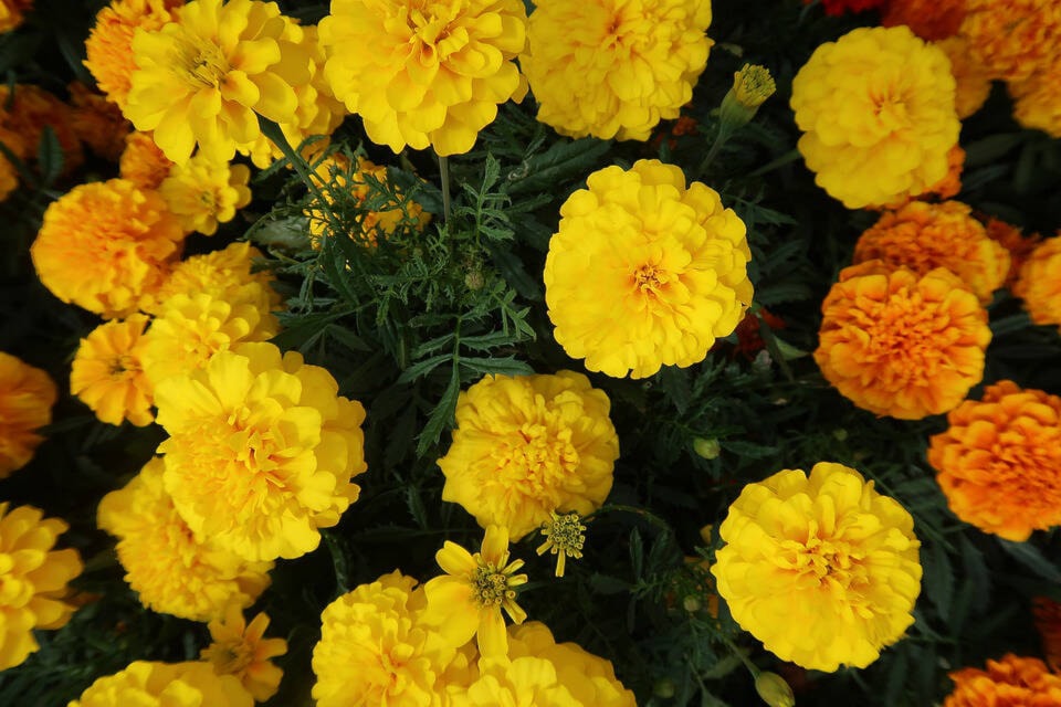 24578505_web1_210325-ACC-Clinton-CIB-Marigolds_1