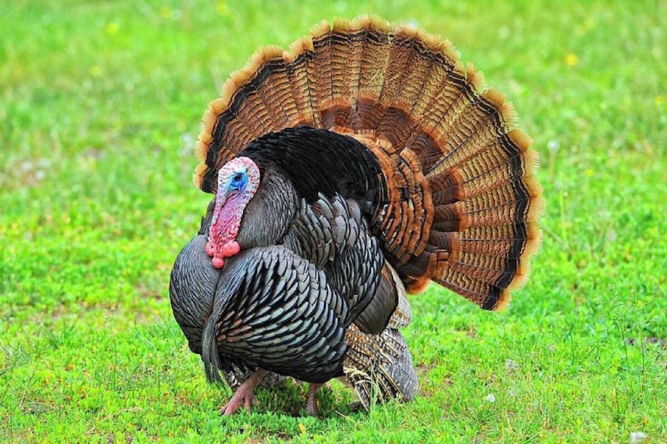 26770340_web1_211209-ACC-Turkeys-WildTurkey_1