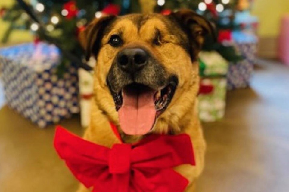 27331539_web1_211202-ACC-SPCA-half-price-adoption-SPCA_2