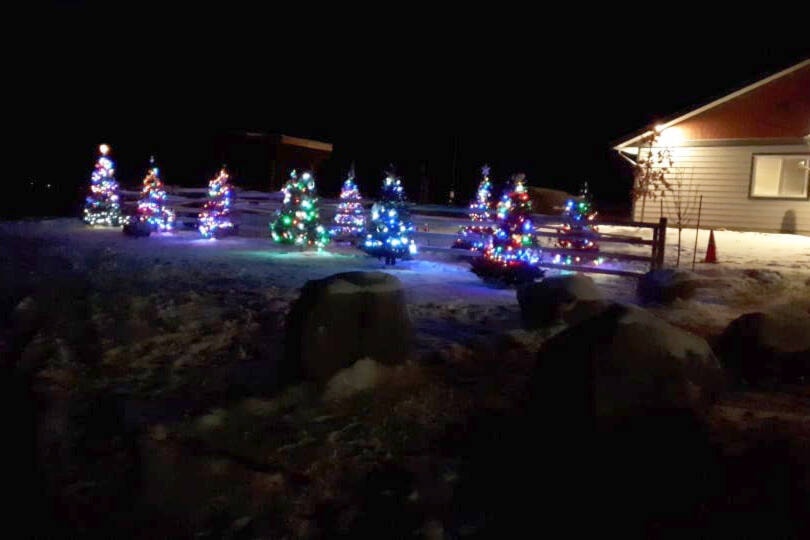 A forest of Christmas trees lit up and on display outside the Ashcroft Indian Band office, each one decorated by a different AIB family or business. (Photo credit: AIB)