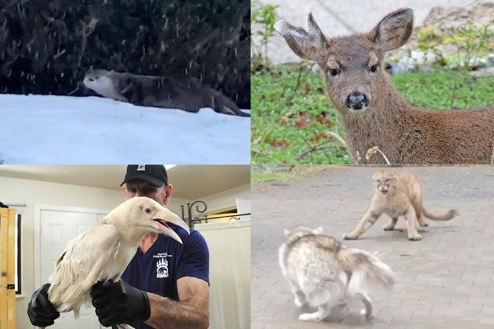 27675866_web1_211229-VNE-TopAnimalVideos_1