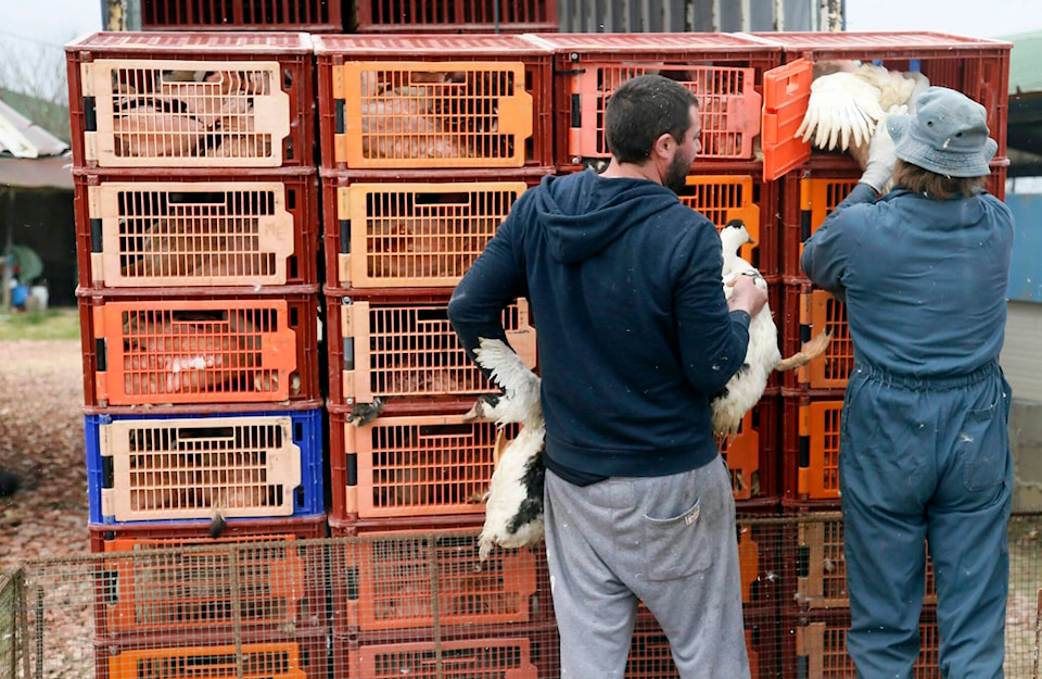 28862707_web1_220420-CPW-Avian-flu-Quebec-duck-farm-France_1