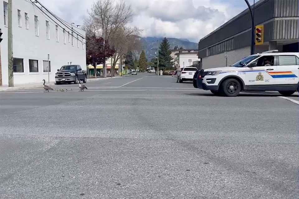 28971095_web1_220429-CPL-RCMP-Help-Geese-Cross-Road_1