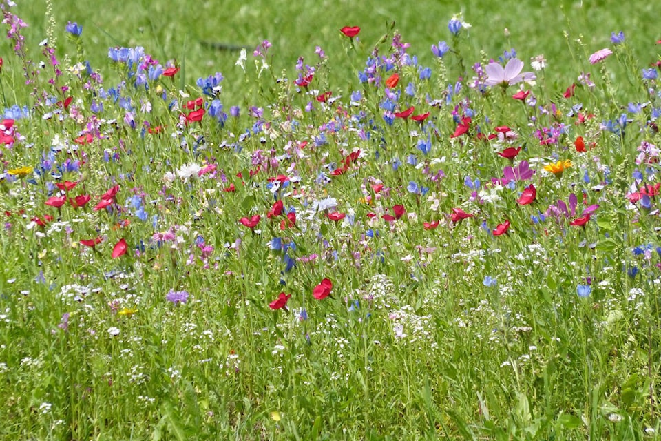 28984357_web1_220505-ACC-Invasive-wildflowers-Wildflowers_2