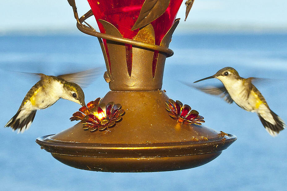 Public asked to take precautions to stop spread of bird flu The