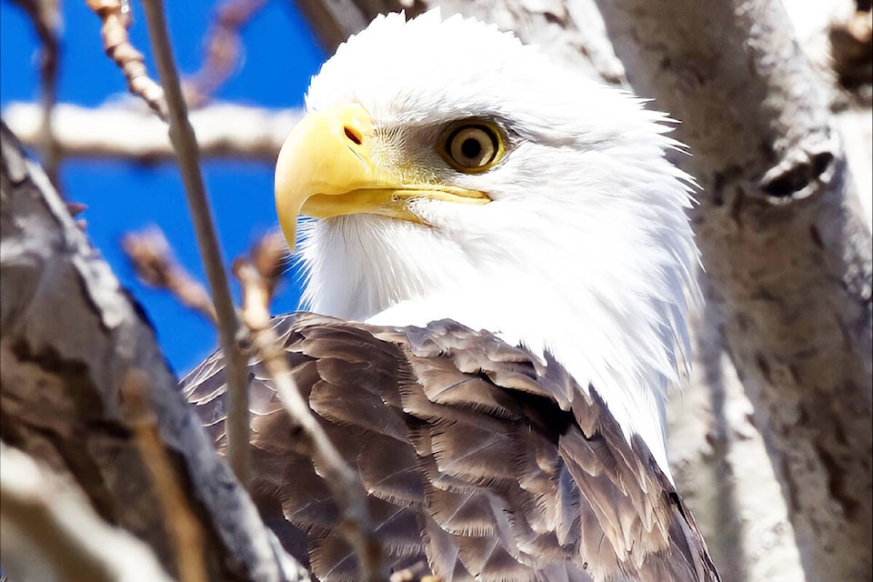 Clinton artist Dianne Ruthven will have a display of her photographs at this year’s Clinton Country Artists show and sale, including this one of a bald eagle.