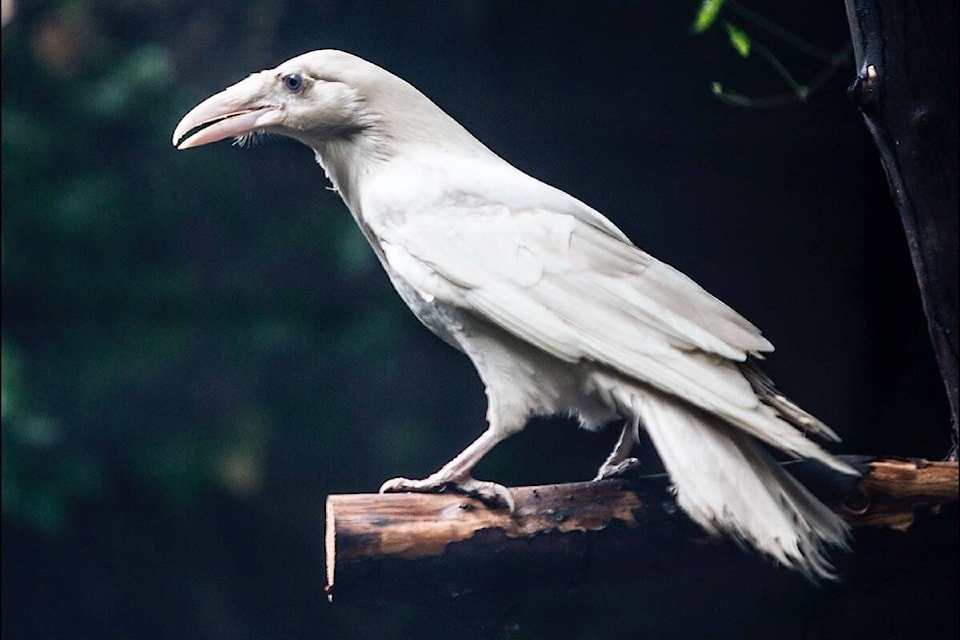 29858351_web1_220727-PQN-White-Raven-on-Display-WhiteRaven_1