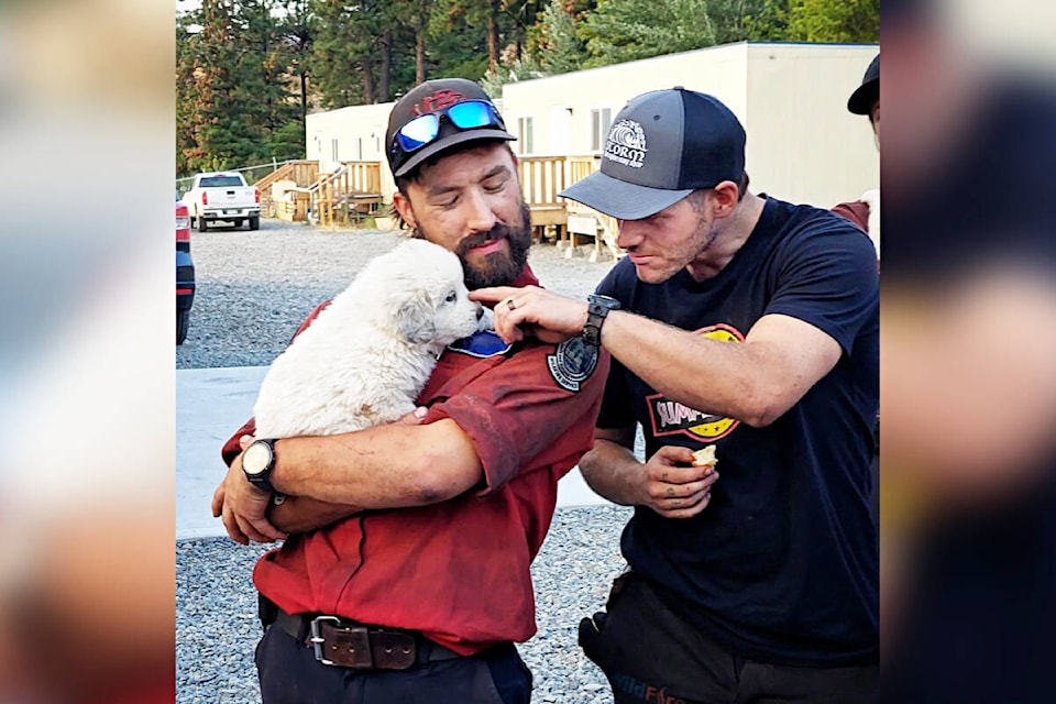BCWS woodland firefighters currently battling the Nohomin Creek wildfire near Lytton get some puppy love from one of Tricia Thorpe and Don Glasgow’s puppies on July 23, 2022. (Photo credit: Jamie von Sacken)