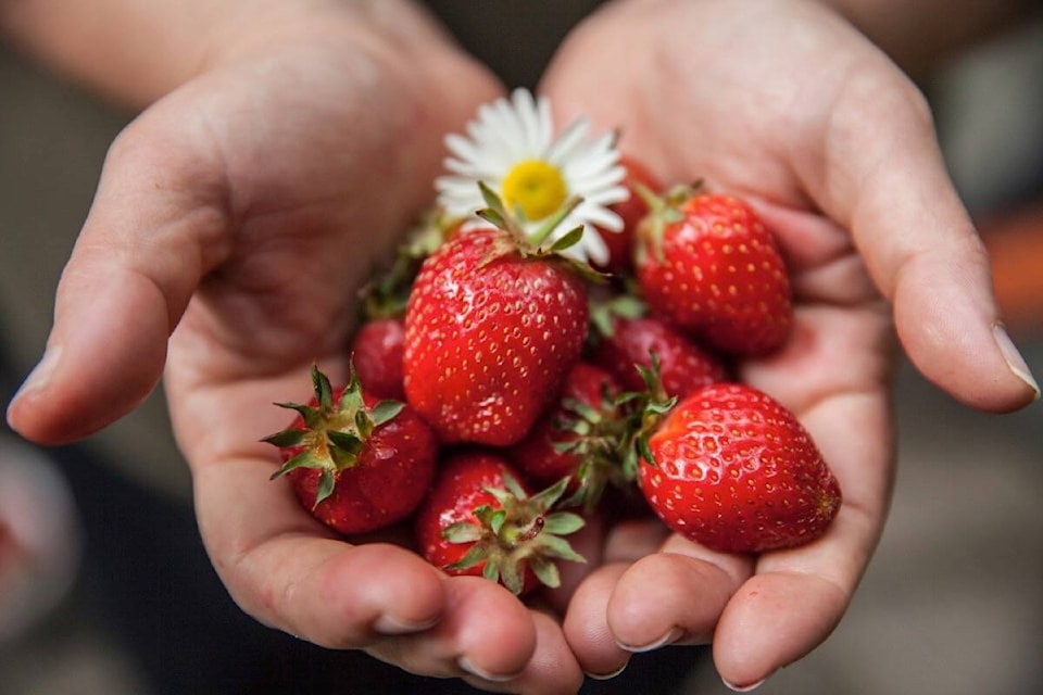 29880439_web1_220728-ACC-Wellness-column-Strawberries_2