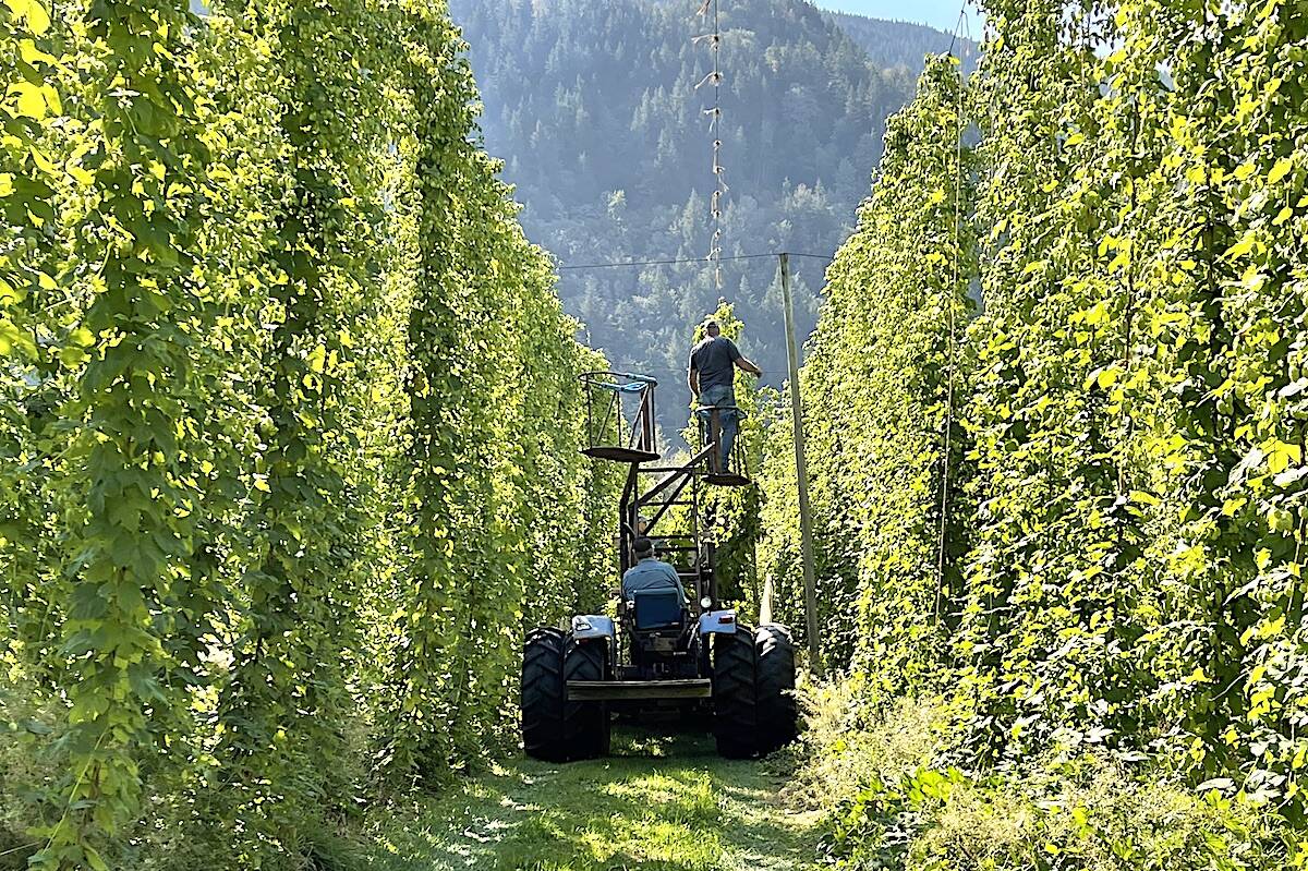 Harvest time in the hops field at Sartori Hop Ranch, Sept. 8, 2022. (Jennifer Feinberg/ Chilliwack Progress)
