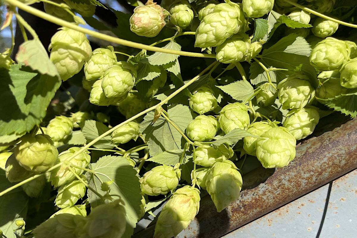 Hops at harvest time at Sartori Hop Ranch, Sept. 8, 2022. (Jennifer Feinberg/ Chilliwack Progress)