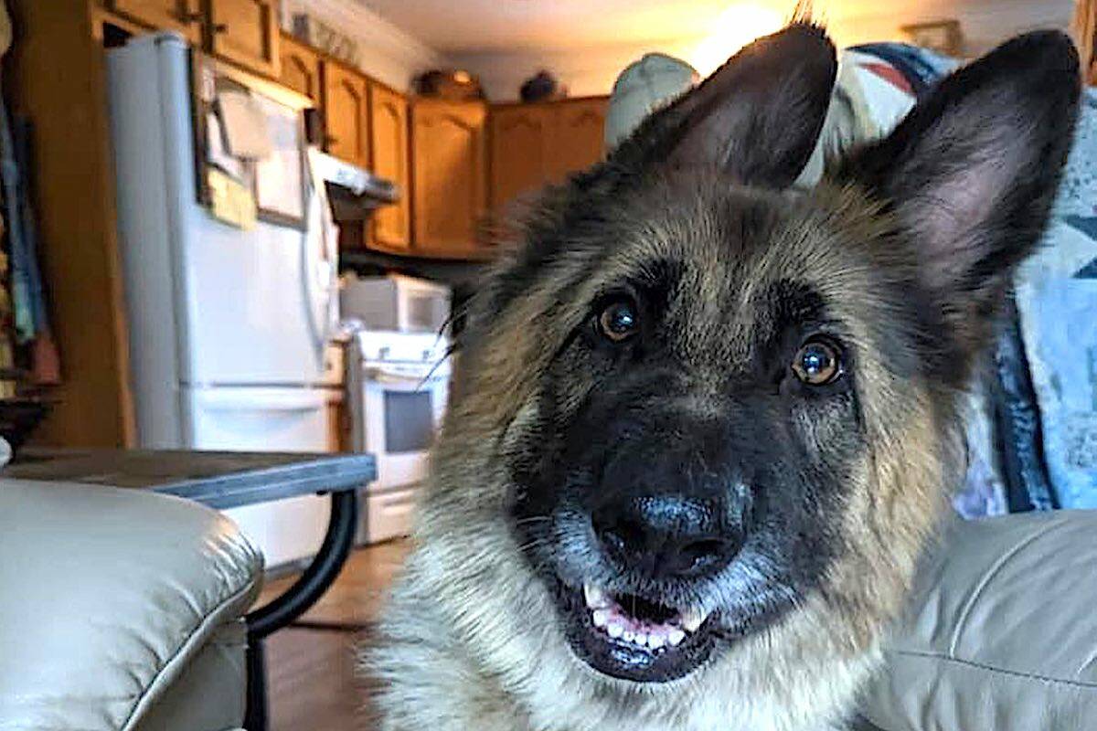 A lot of effort went into capturing Dustan who was found in Greendale on Oct. 2, 2022. (Natasha MacDonald)