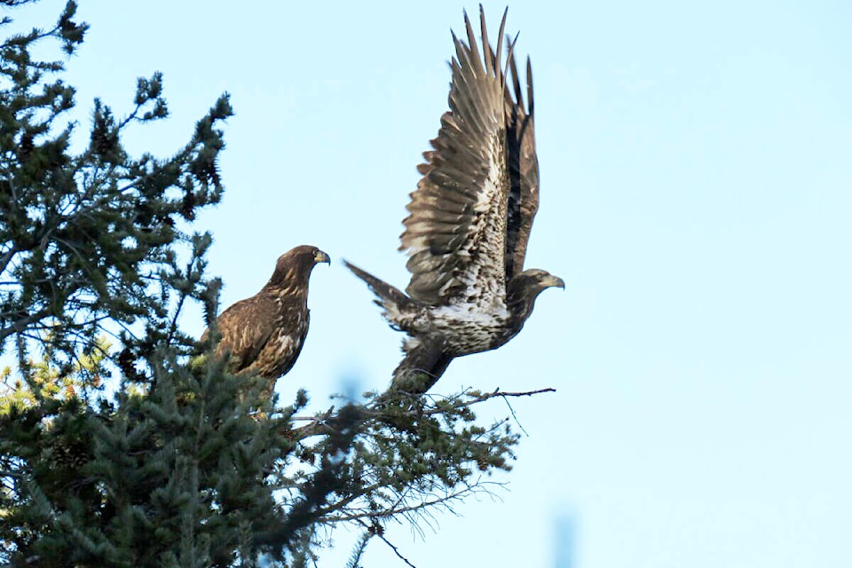 Wildlife winner ‘Spreading Your Wings’ by Heather Pearson. (Photo credit: LLCRAS)