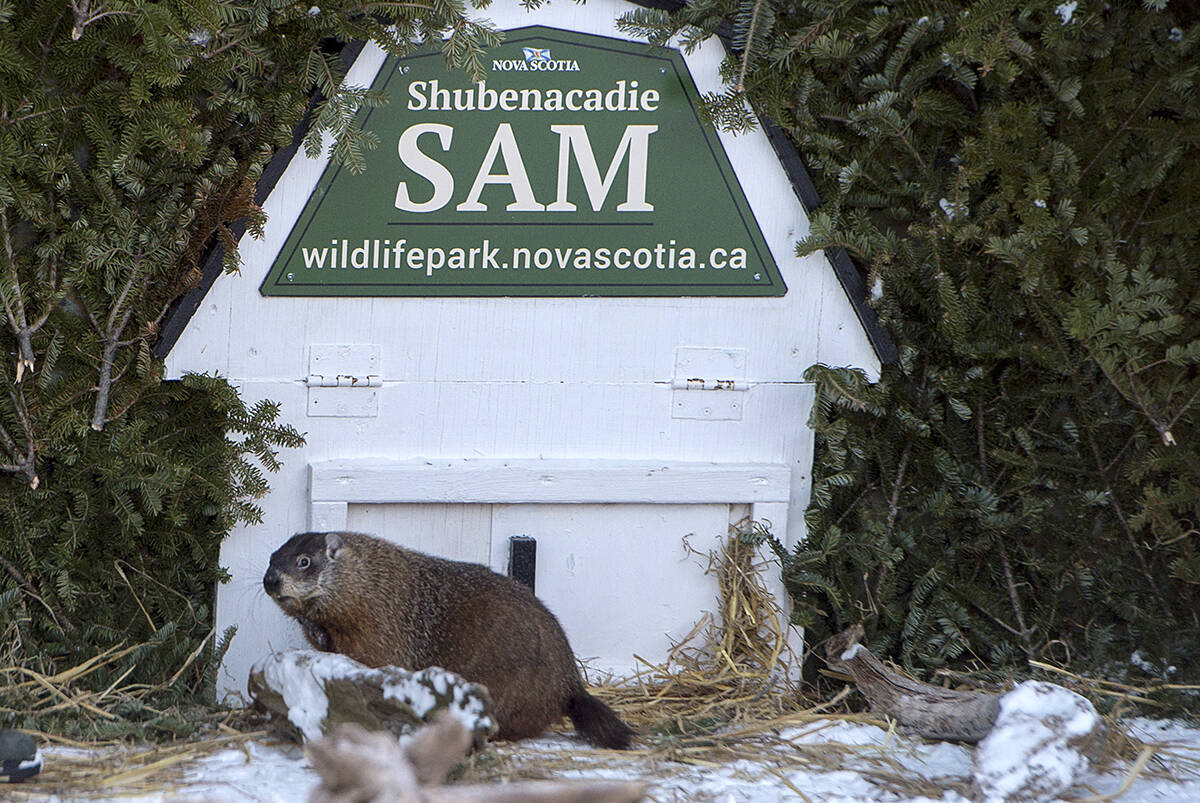 31750160_web1_GroundhogDay-sam-NL-CP