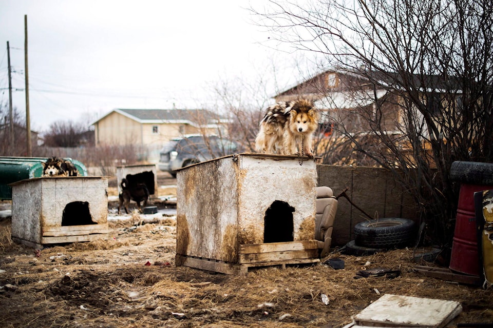 31760363_web1_230203-CPW-dog-populations-pressure-remote-attawapiskat_1