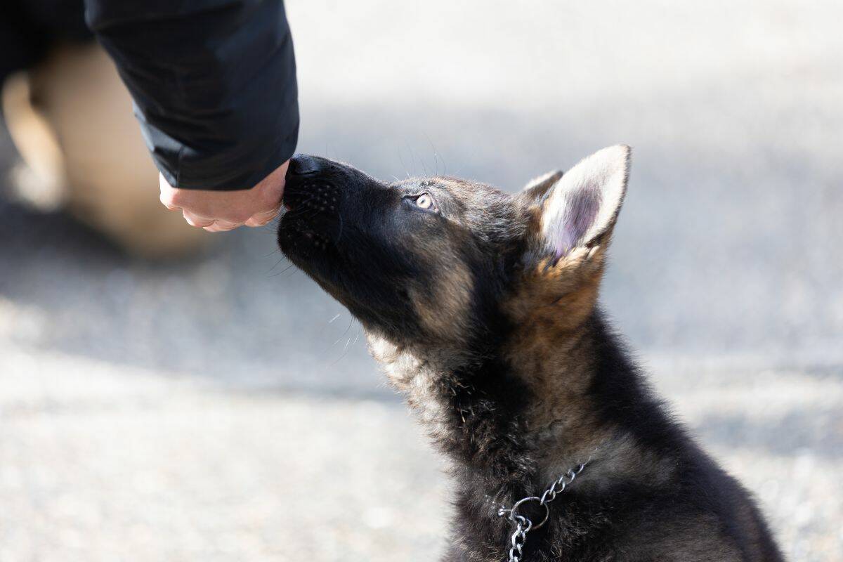 Name the puppy contest press conference at BC RCMP headquarters in Surrey on Tuesday, March 7, 2023. The two dogs are Tuesdays announcement- Rip and Rev- were some of the last German Shepherd puppies born at the Centre last year. (Photo: Anna Burns)