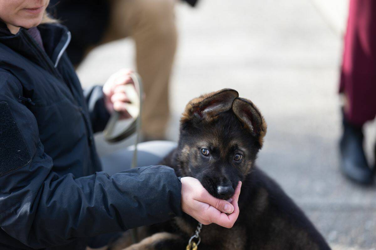 Constable Teresa Carter and Rip at the RCMP Name the Puppy Contest! press conference at BC RCMP headquarters in Surrey on Tuesday, March 7, 2023. The two dogs are Tuesdays announcement- Rip and Rev- were some of the last German Shepherd puppies born at the Centre last year. (Photo: Anna Burns)