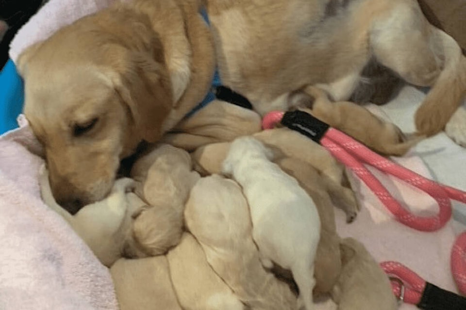 32343238_web1_230406-PAN-BCSPCA-sees-increase-in-puppies-surrendered_2