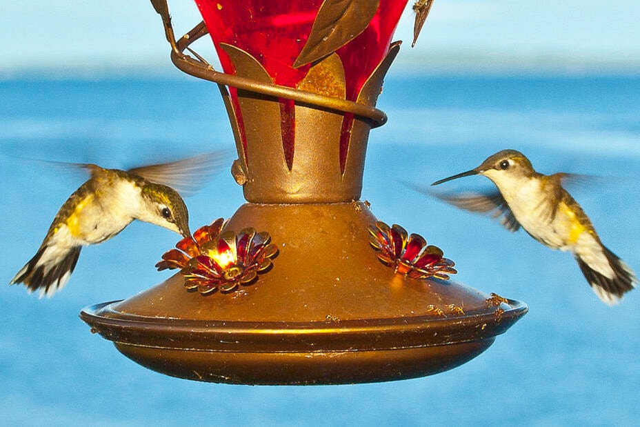 32447170_web1_220512-ACC-Avian-flu-Hummingbird_1