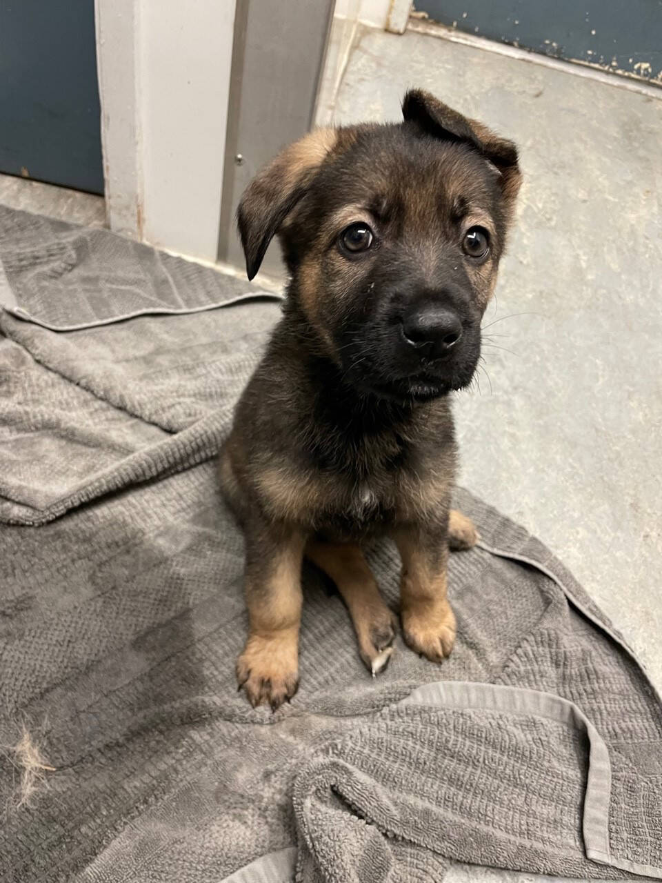 32456928_web1_230418-BPD-Burnaby-abandoned-puppies_2