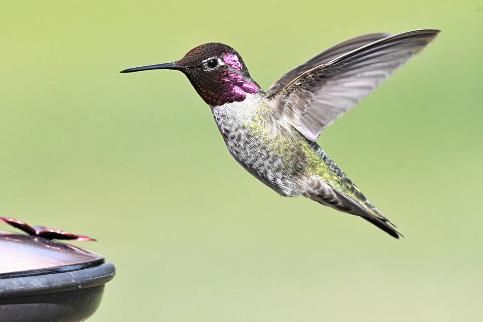 32511210_web1_20230427-ACC-Wellness-column-Hummingbird_1