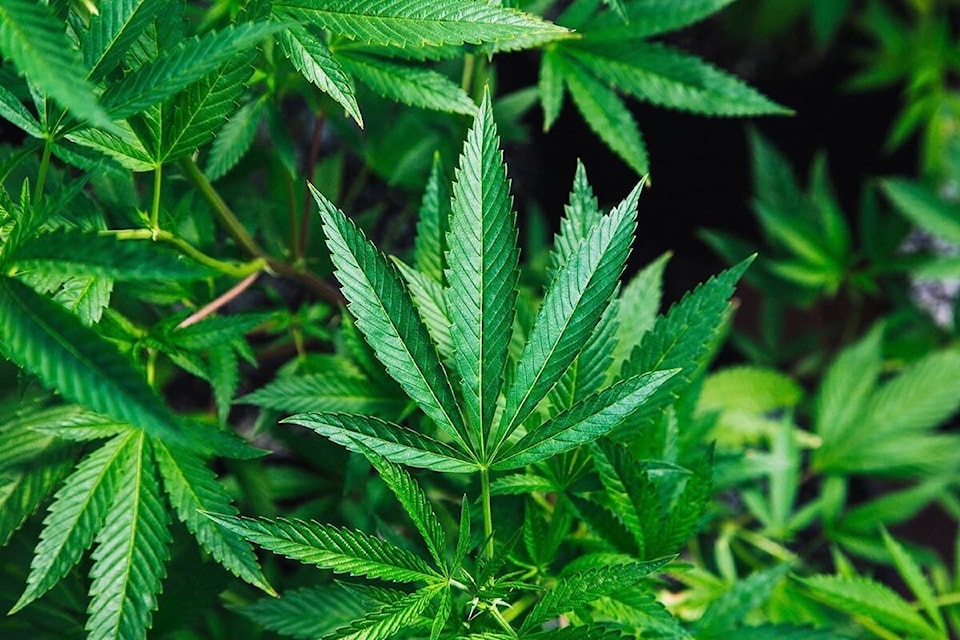 32694175_web1_210325-ACC-Cache-Creek-council-Cannabis_2
