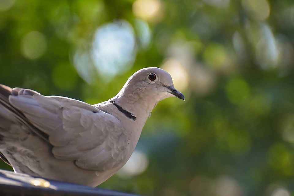 32728826_web1_210506-ACC-Editors-desk-Dove_1