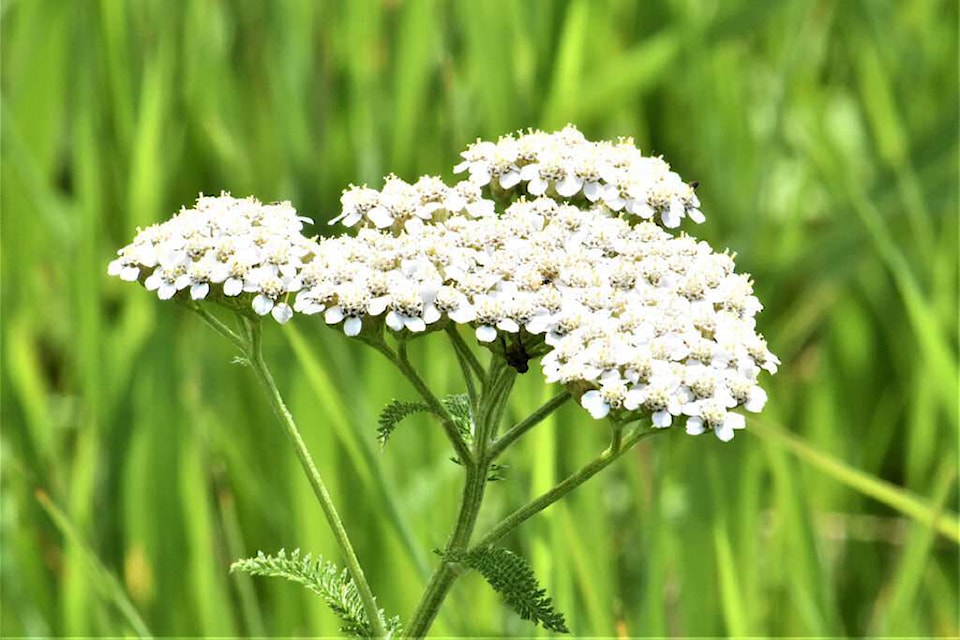 Common yarrow (bottom) is a native plant that can be found throughout the TNRD. (Photo credit: Picryl) Hoary cress (top r) is a highly invasive species that can be mistaken for common yarrow (Photo credit: Wallpaper Flare), while hoary alyssum (top l) is another highly invasive plant in the TNRD region, and can be toxic to horses if eaten in large enough quantities. (Photo credit: Wikimedia Commons/Pixabay)