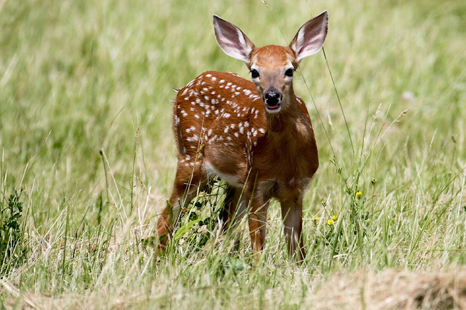 33225878_web1_TST-fawn-photo-web