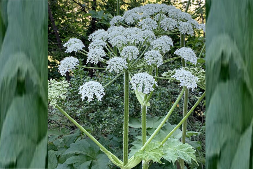 33332685_web1_230720-ACC-Invasive-plants-CowParsnip_1
