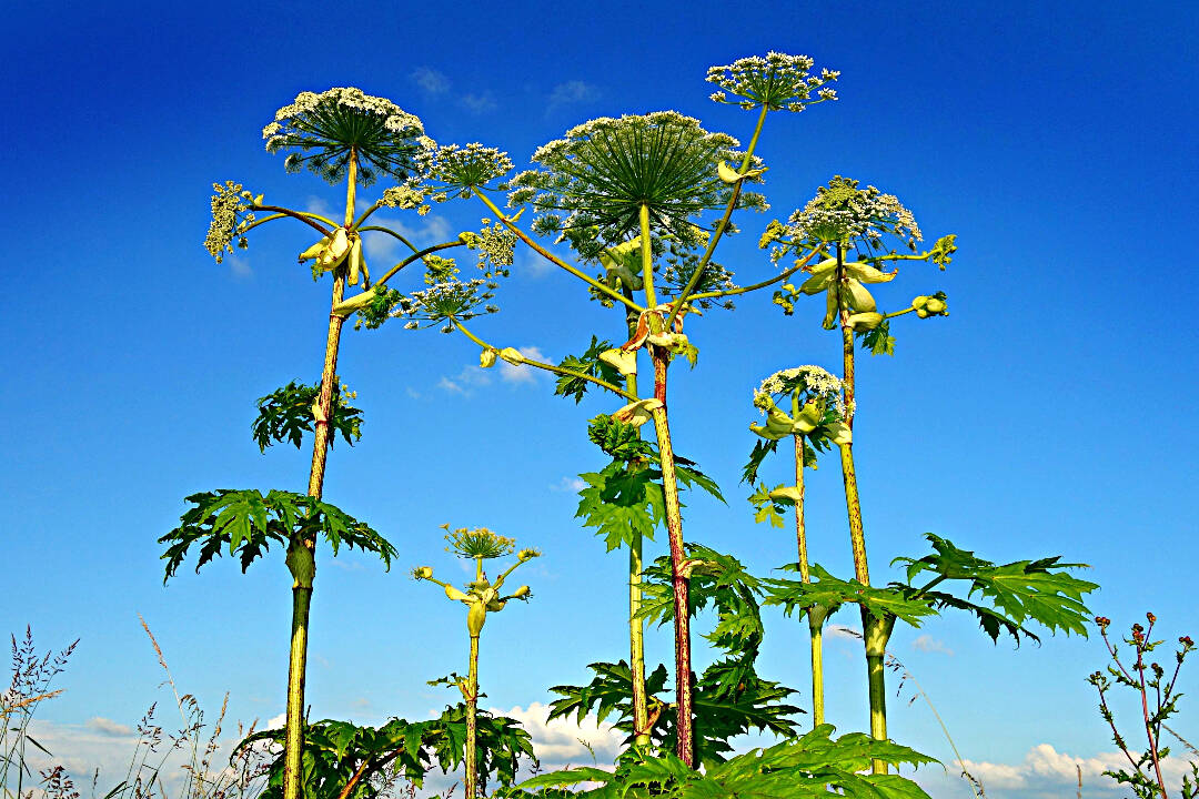 Supersized lookalike plants giant hogweed vs. cow parsnip The