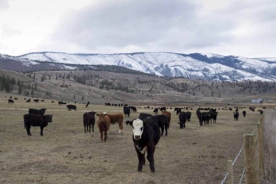 33441996_web1_190527-ACC-M-Cattle-Jonathan-Hayward-CP